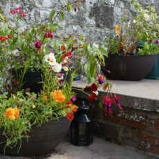 Flowers on the steps
