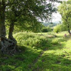 Footpath that runs besides Pippins