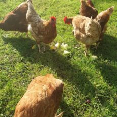Chickens free ranging
