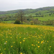 Fields full of spring flowers