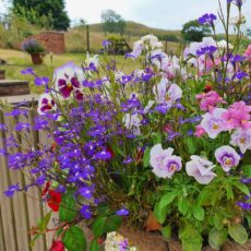 Hanging flower basket