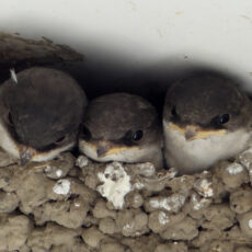 House Martin chicks