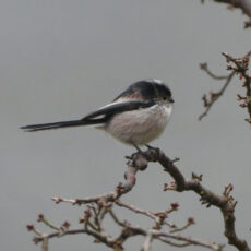 Long-Tailed Tit