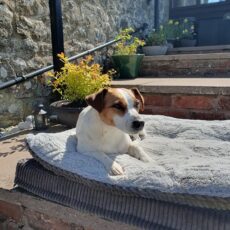 Luna relaxing on the steps