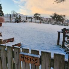 Pippins in the snow