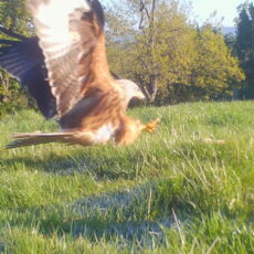 Red Kite