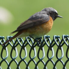Redstart