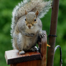 Squirrel