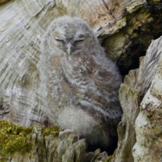 Young Tawny Owl