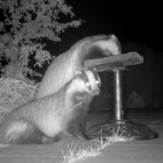 Badgers